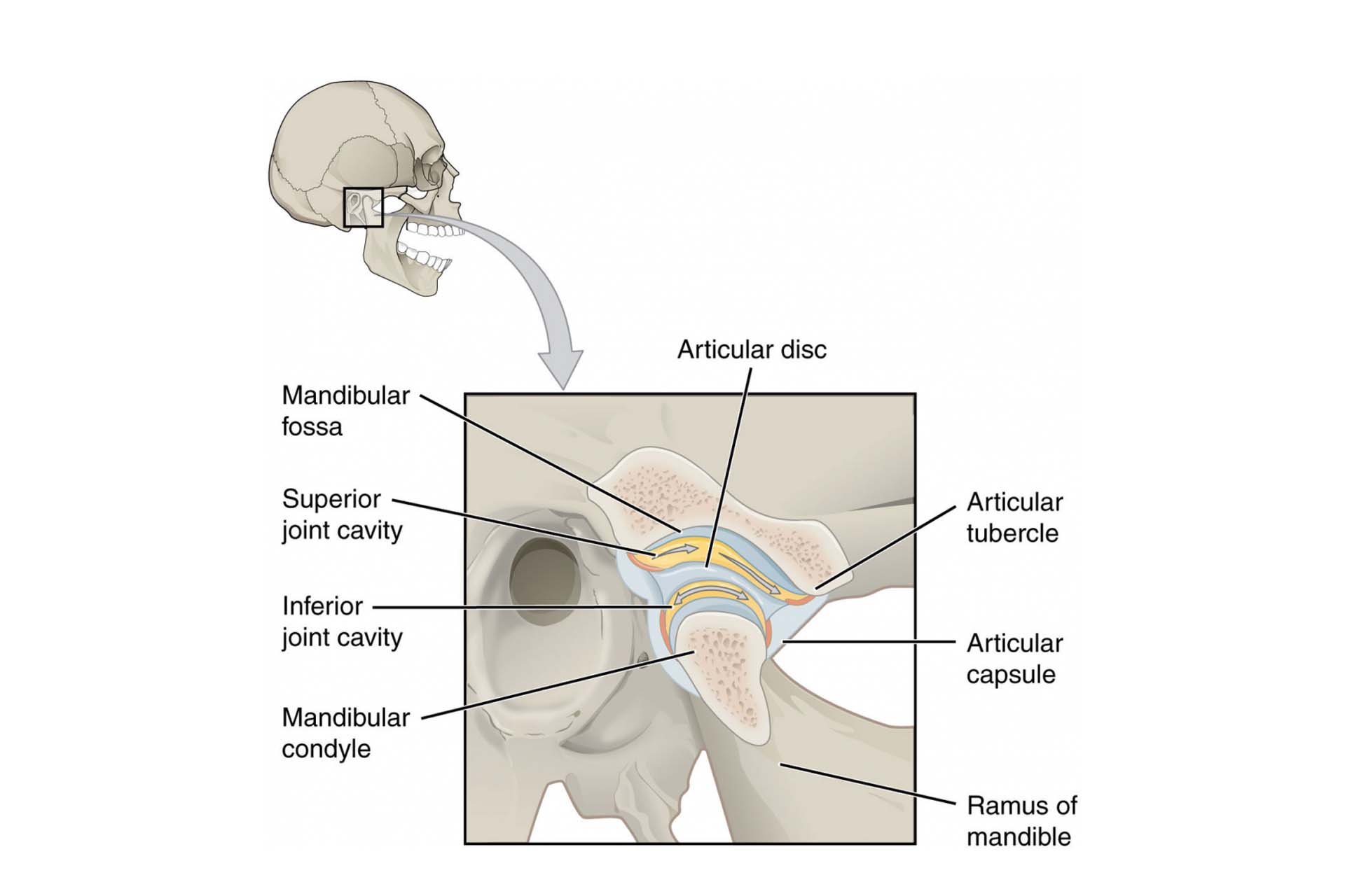 TMJ Clicking, Locking and Popping?